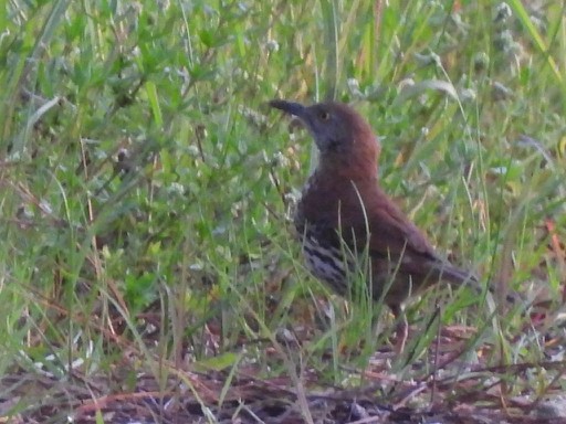 Brown Thrasher - barbara segal