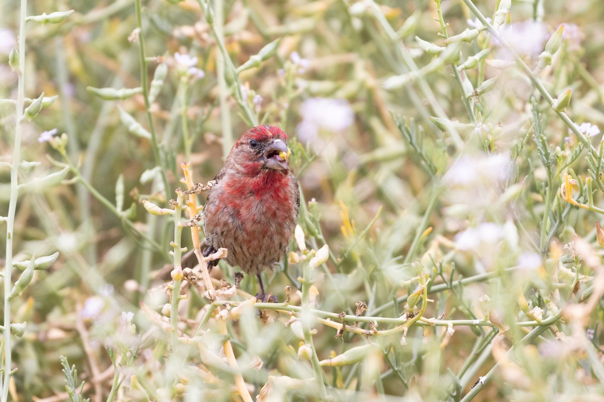 House Finch - ML352150561