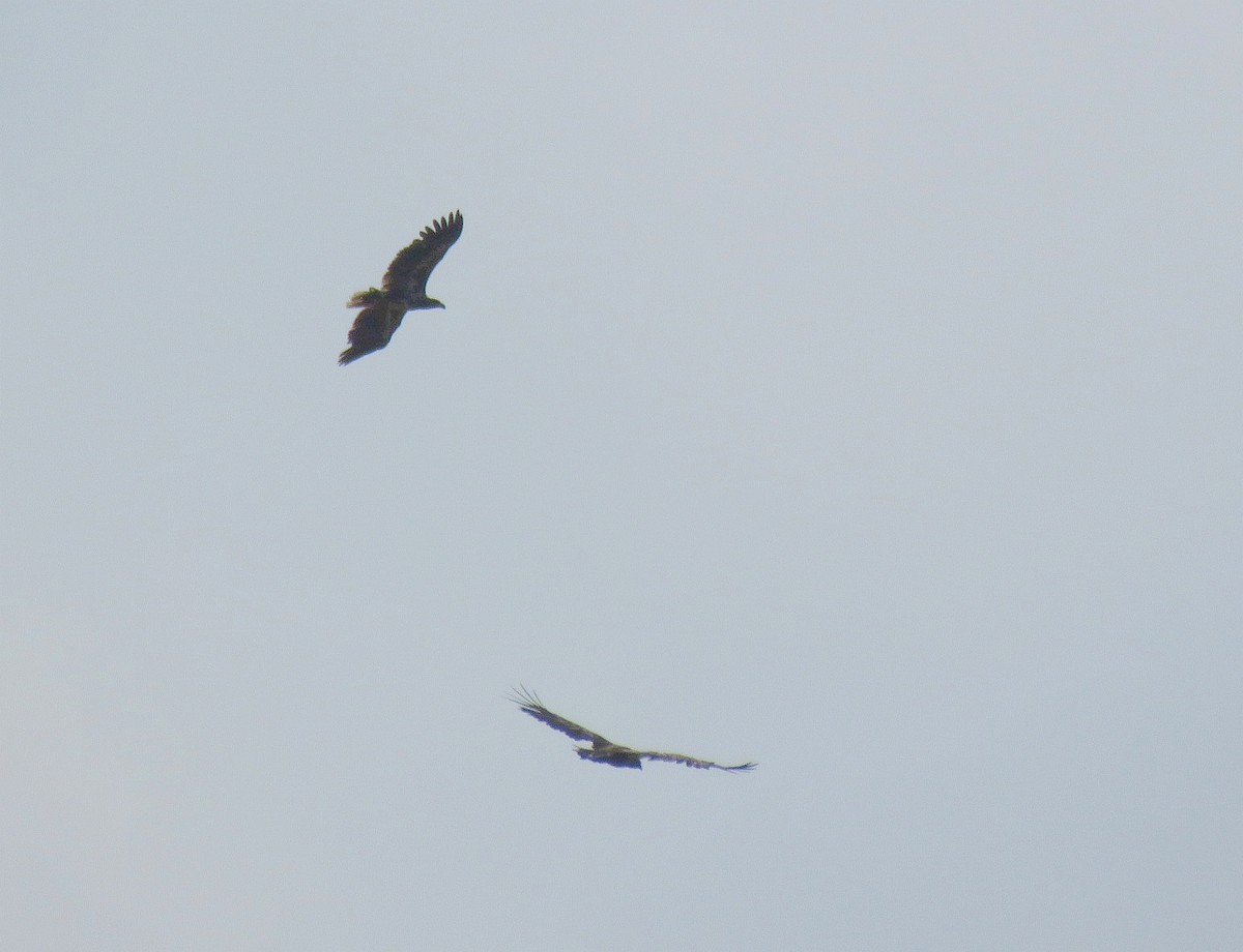 White-tailed Eagle - ML352151341