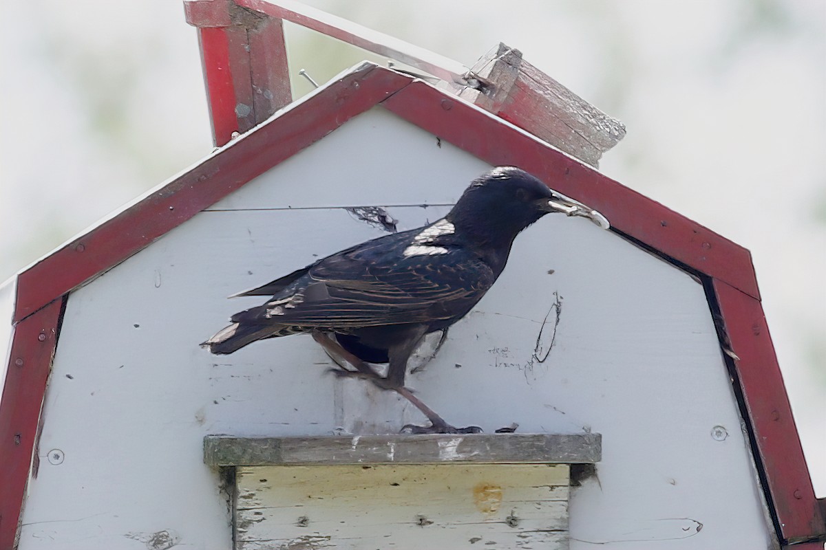 European Starling - ML352152091