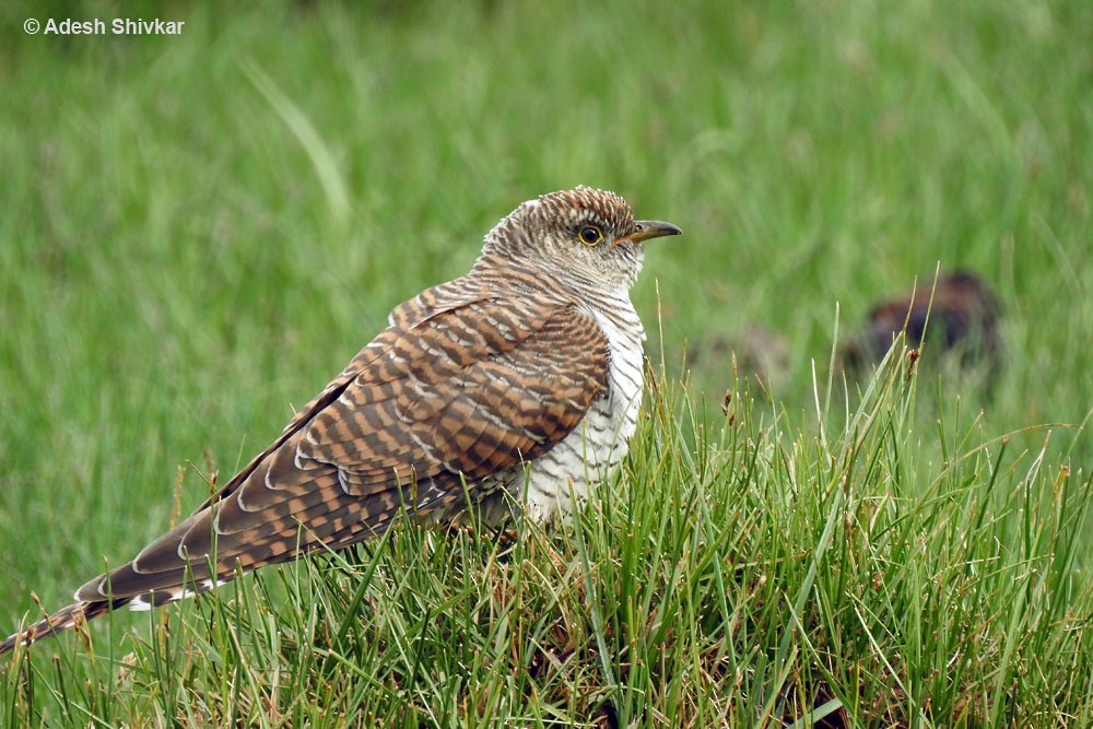 Common Cuckoo - ML35215381