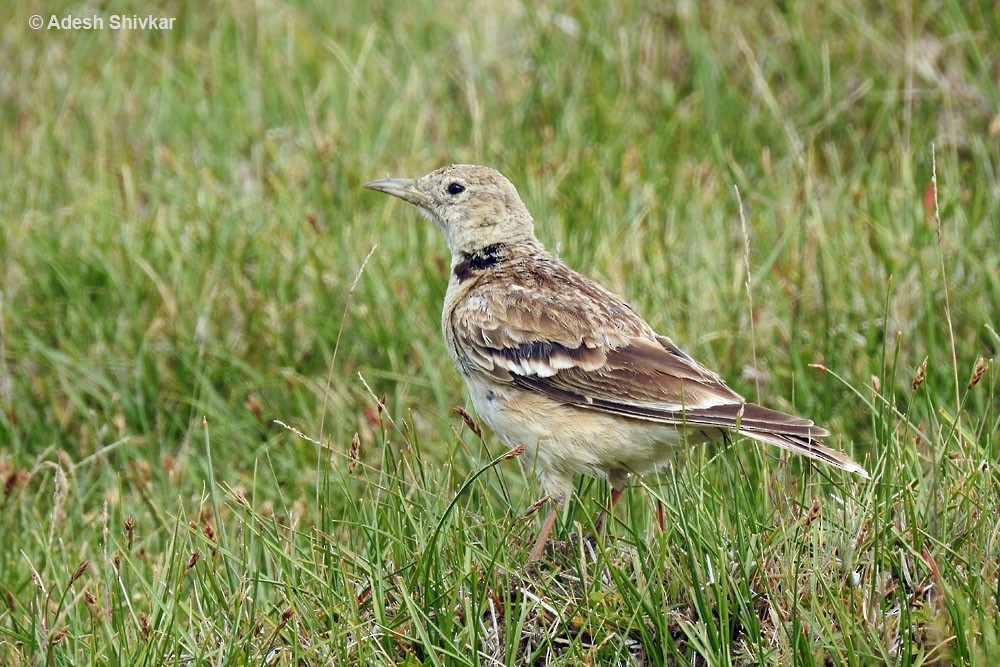 Tibetan Lark - ML35215421