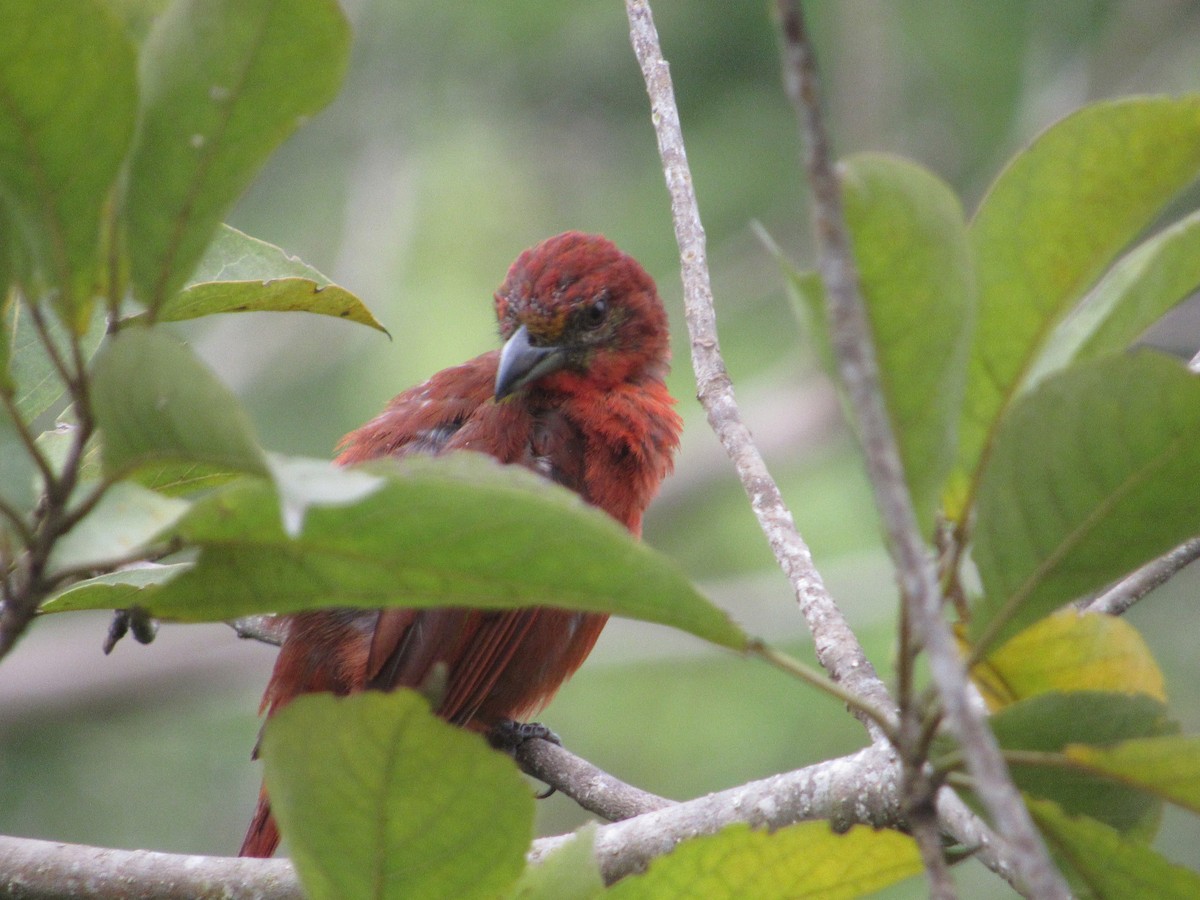 Hepatic Tanager - Lorraine Cowl
