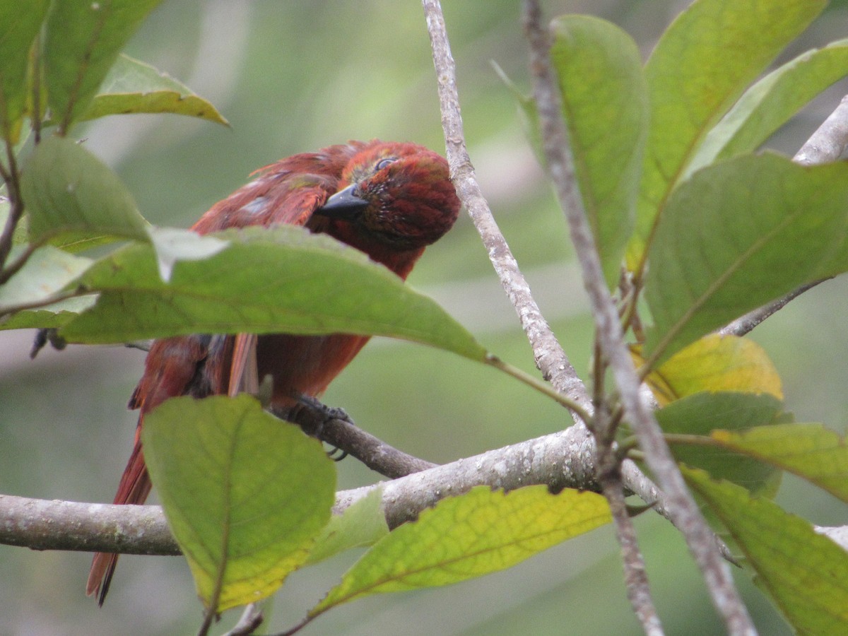 Hepatic Tanager - Lorraine Cowl