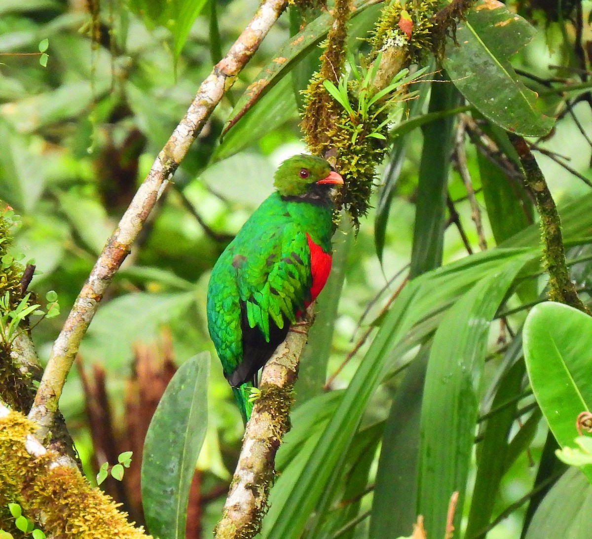 Pavonine Quetzal - Eyiver Oyola Oviedo