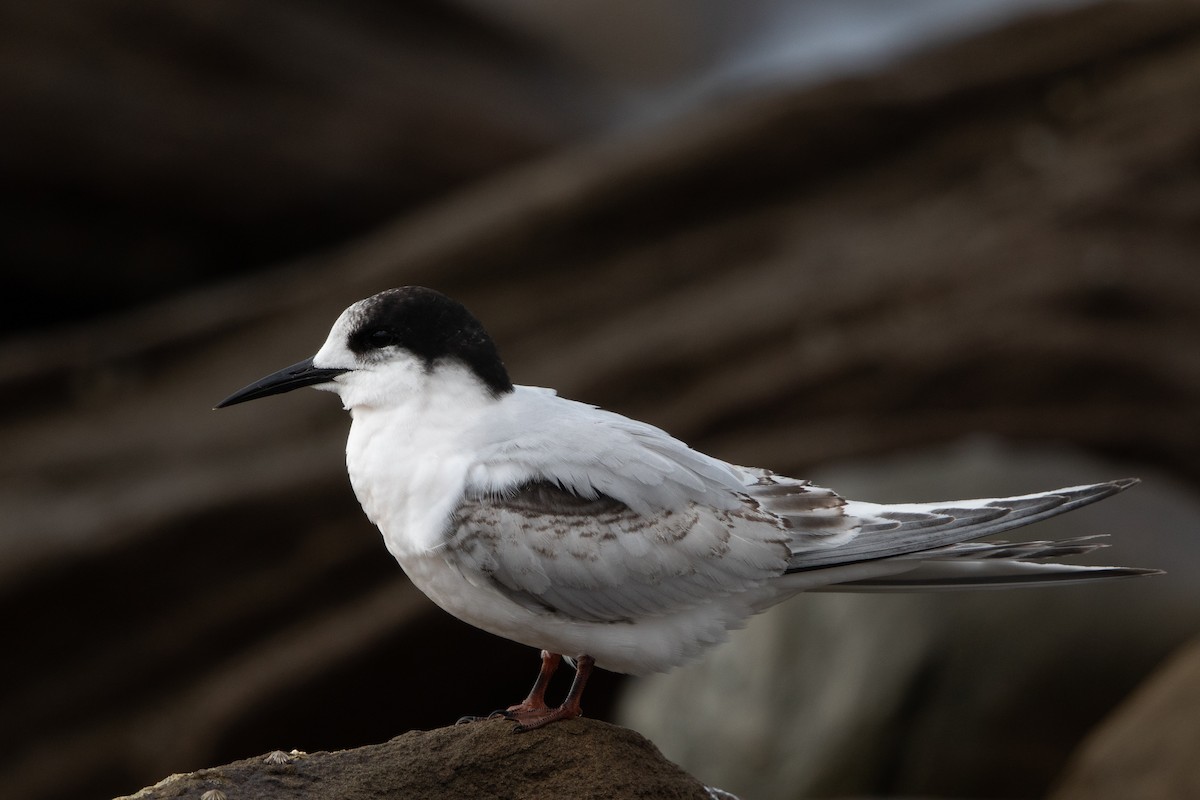 White-fronted Tern - Dez Hughes