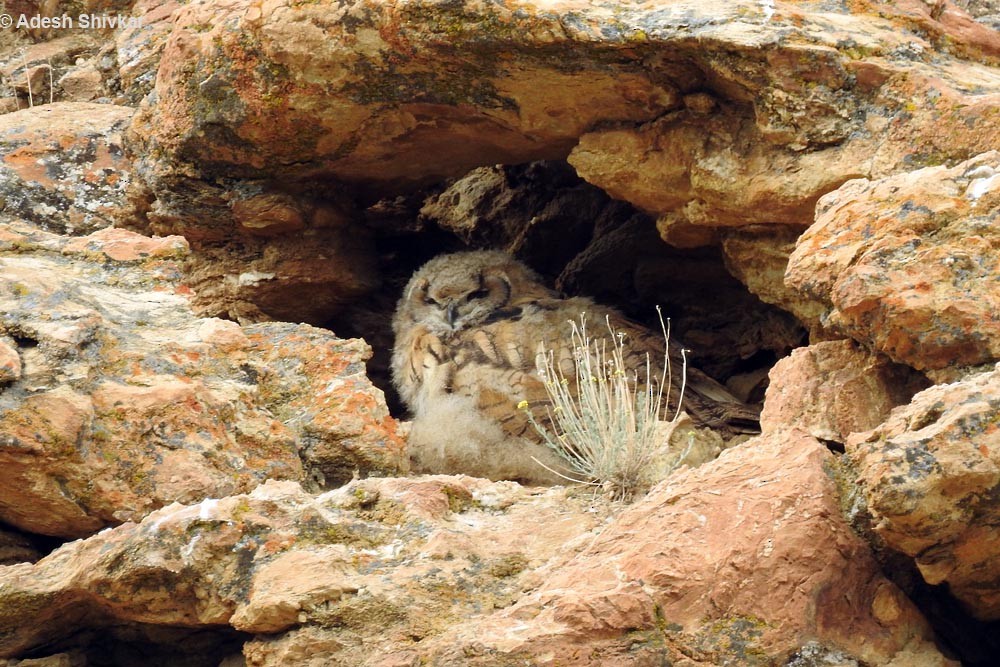 Eurasian Eagle-Owl - ML35215951