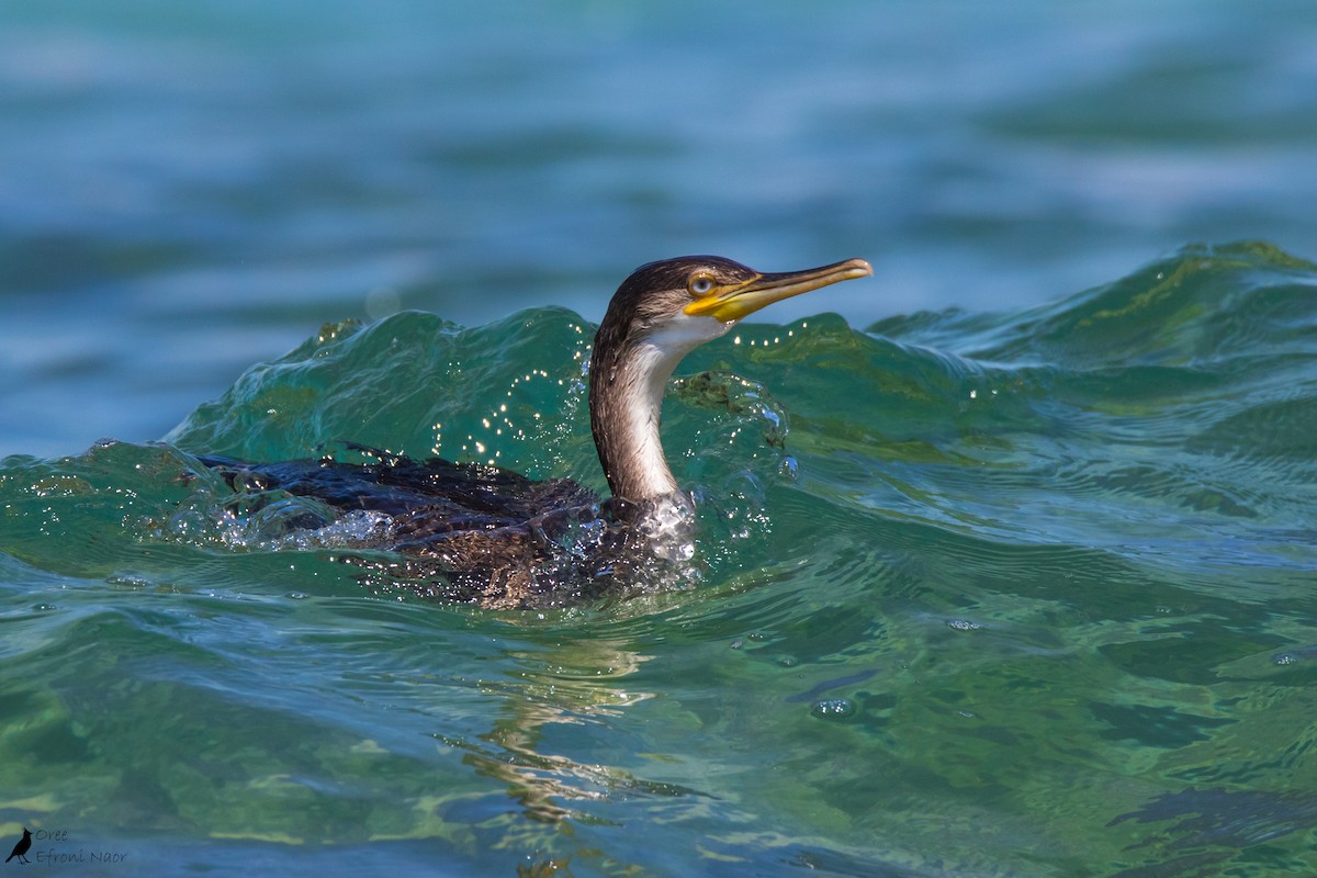 European Shag - ML352161101