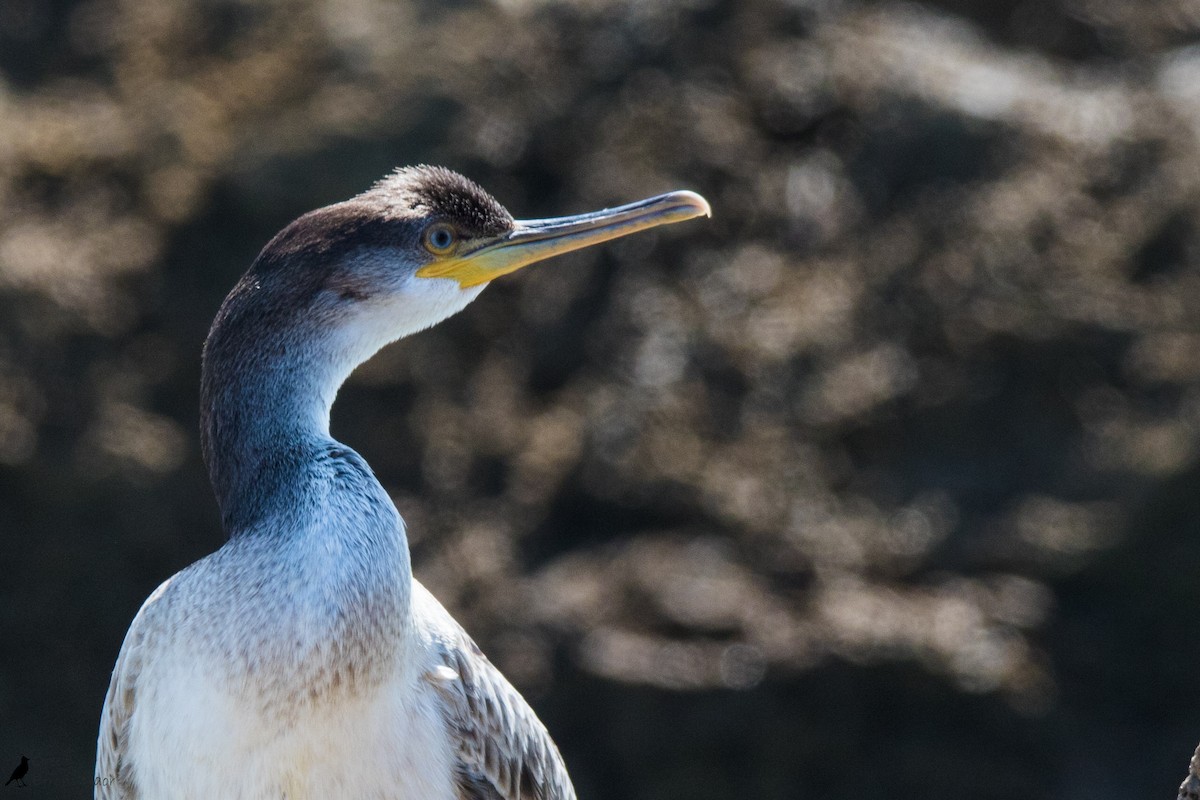 Cormorán Moñudo - ML352161111