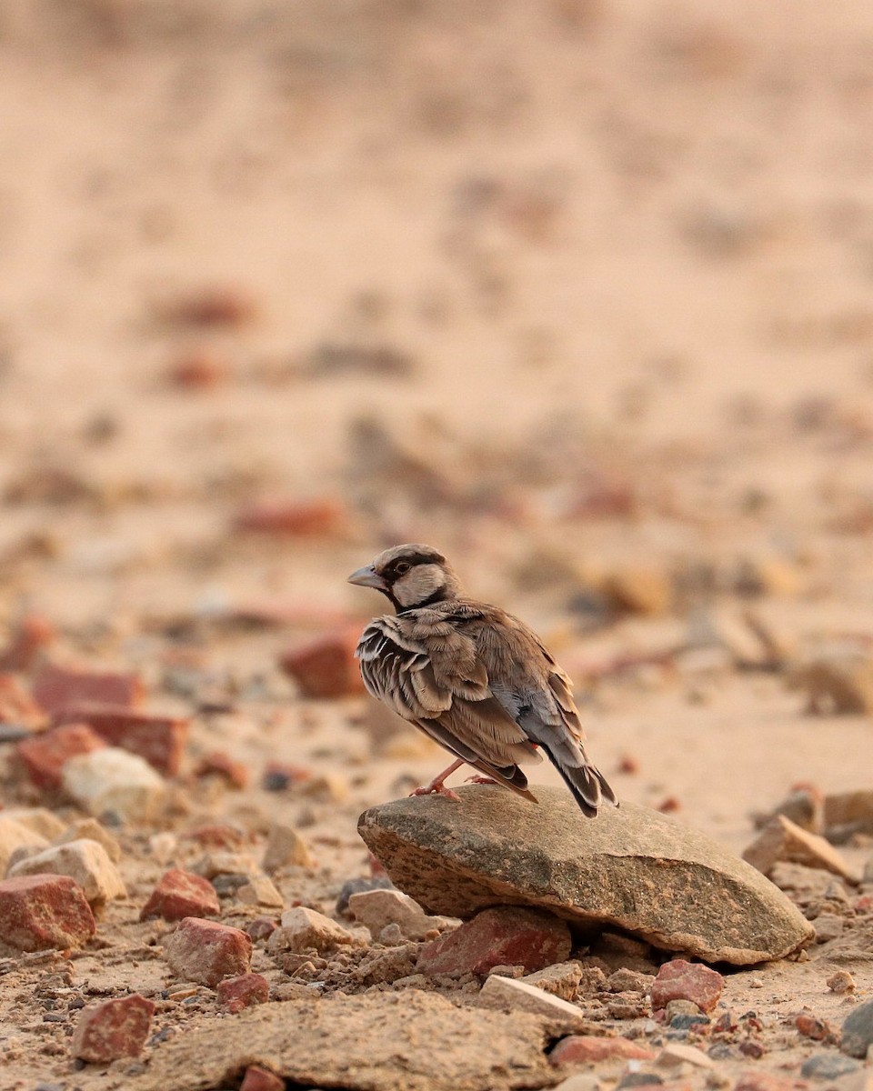 Ashy-crowned Sparrow-Lark - ML352161271
