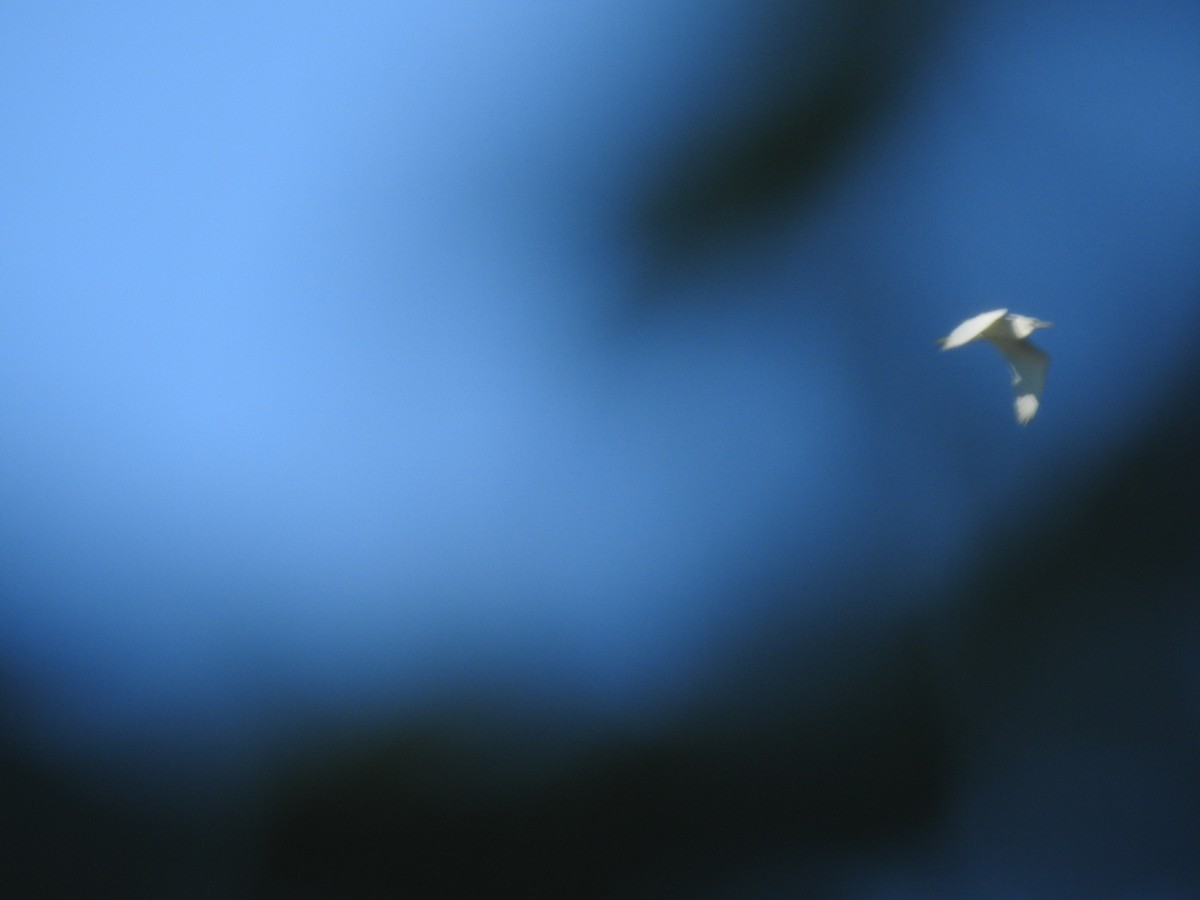 Great Egret - ML352161371