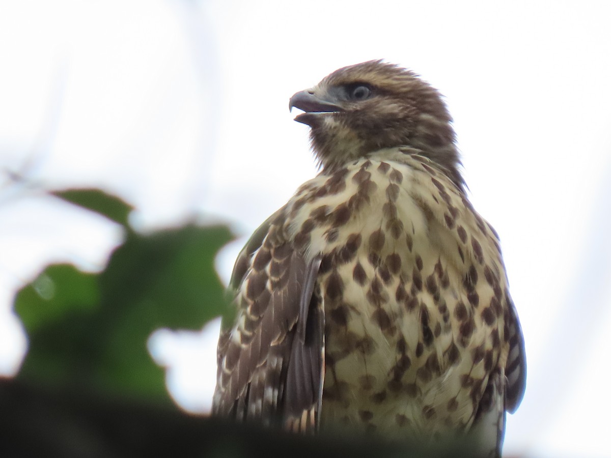 Red-shouldered Hawk - ML352161681