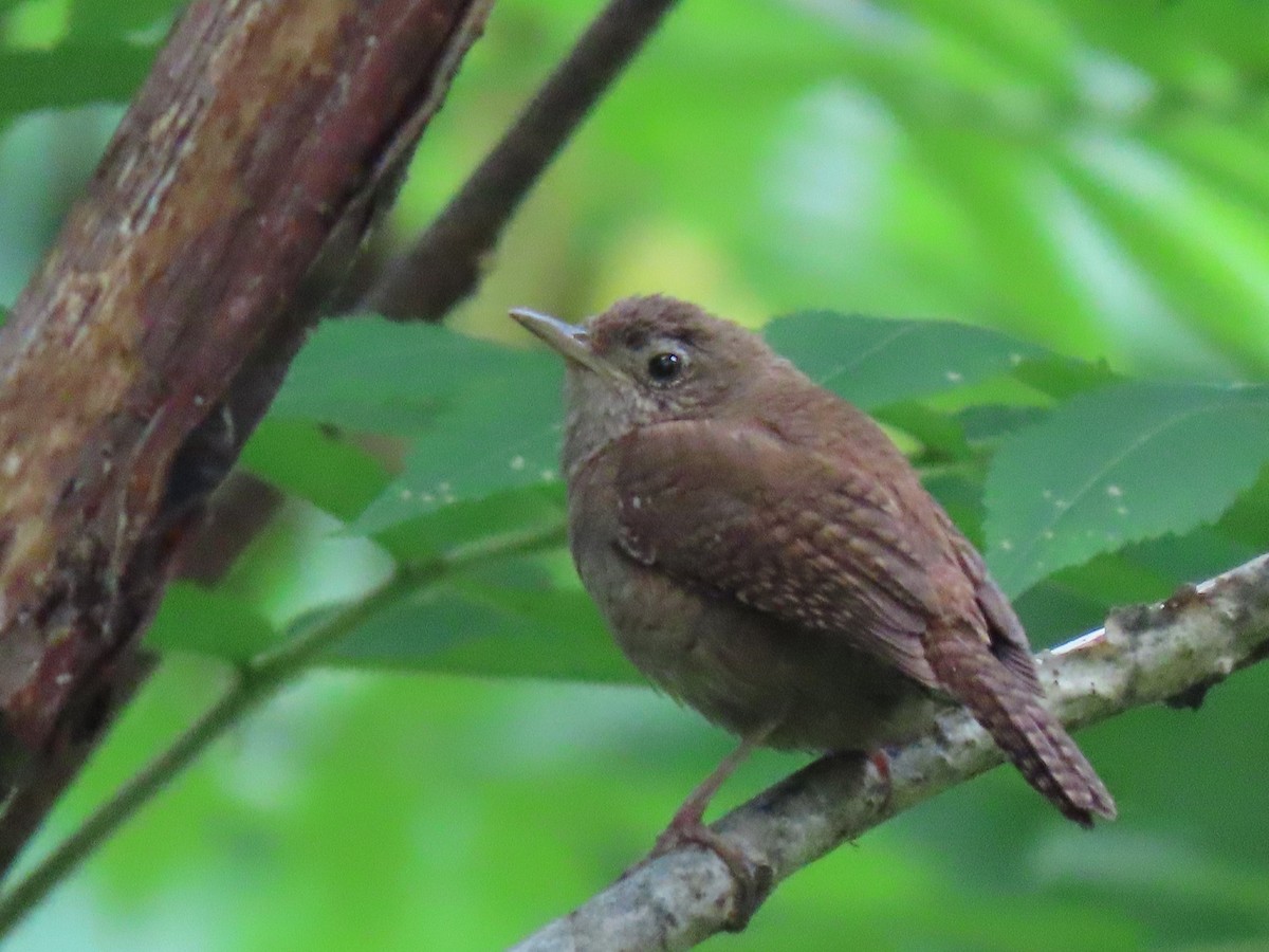 House Wren - ML352161811