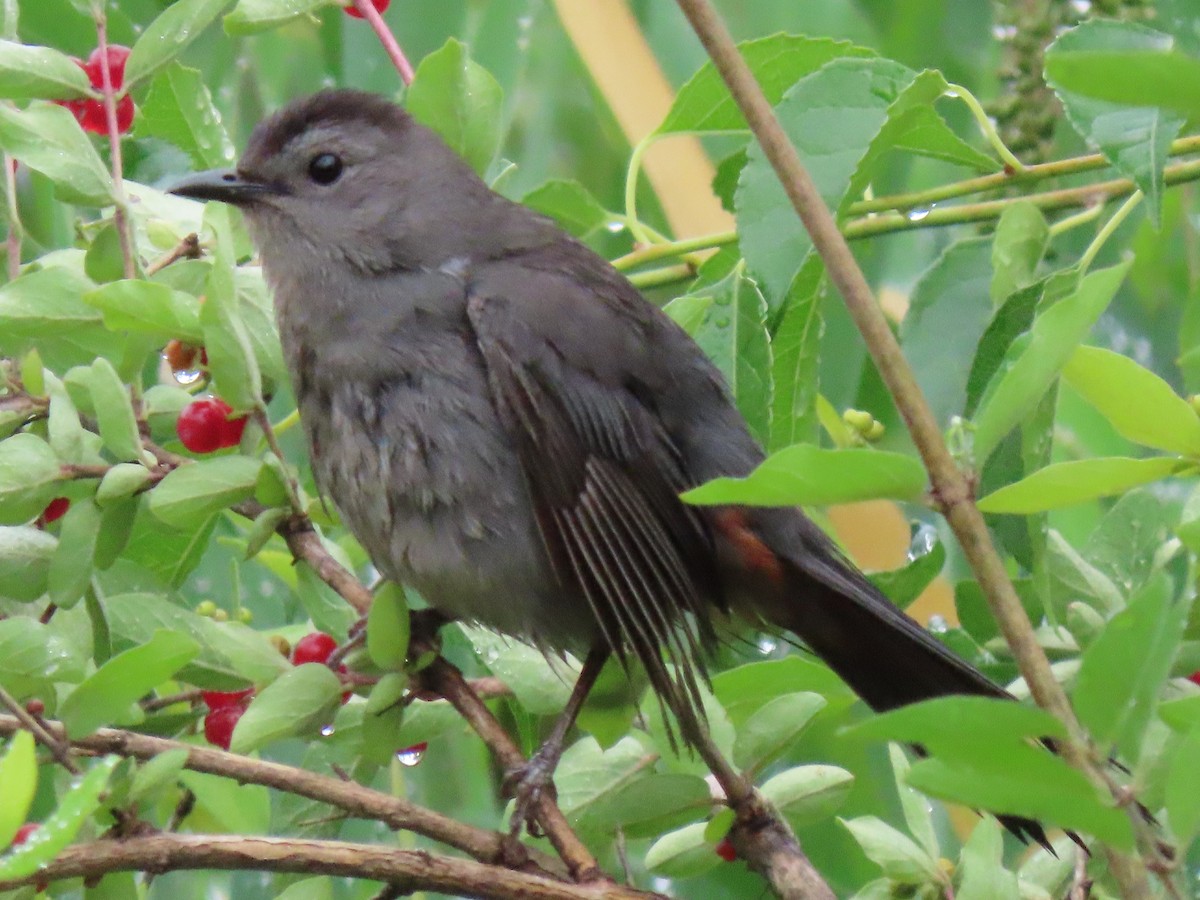 Gray Catbird - ML352161911