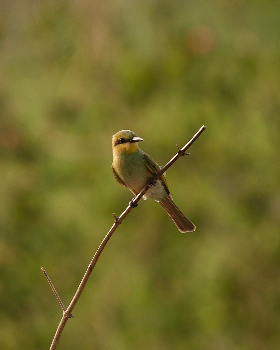 Asian Green Bee-eater - ML352161931