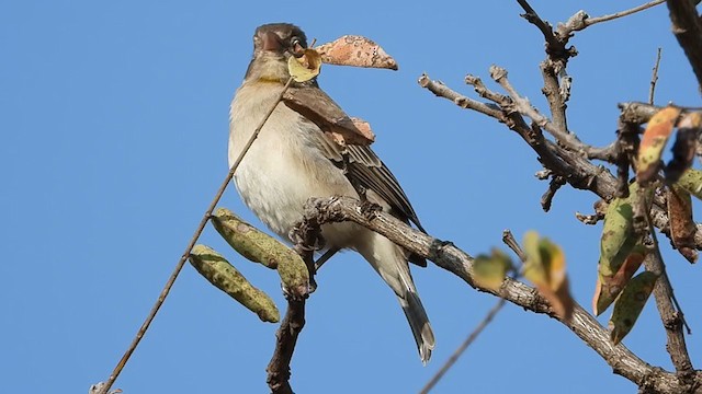 Yellow-spotted Bush Sparrow - ML352163831