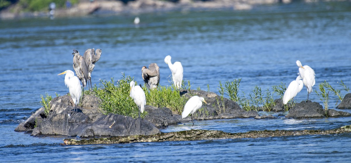 Great Egret - ML352164881