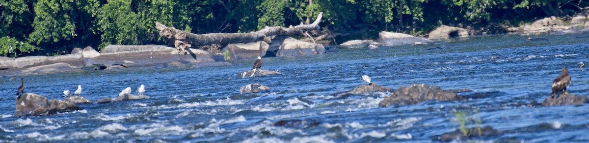 Bald Eagle - ML352164991