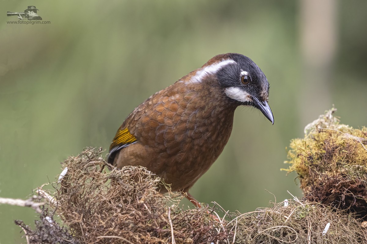 Black-faced Laughingthrush - ML352165651