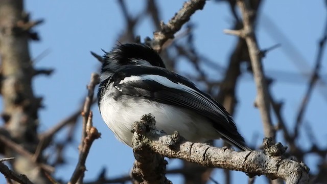 Pririt molitor - ML352165851