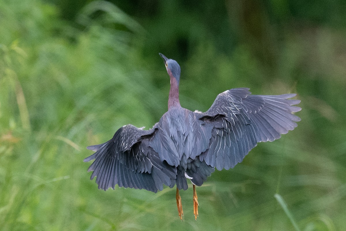 Green Heron - ML352165951