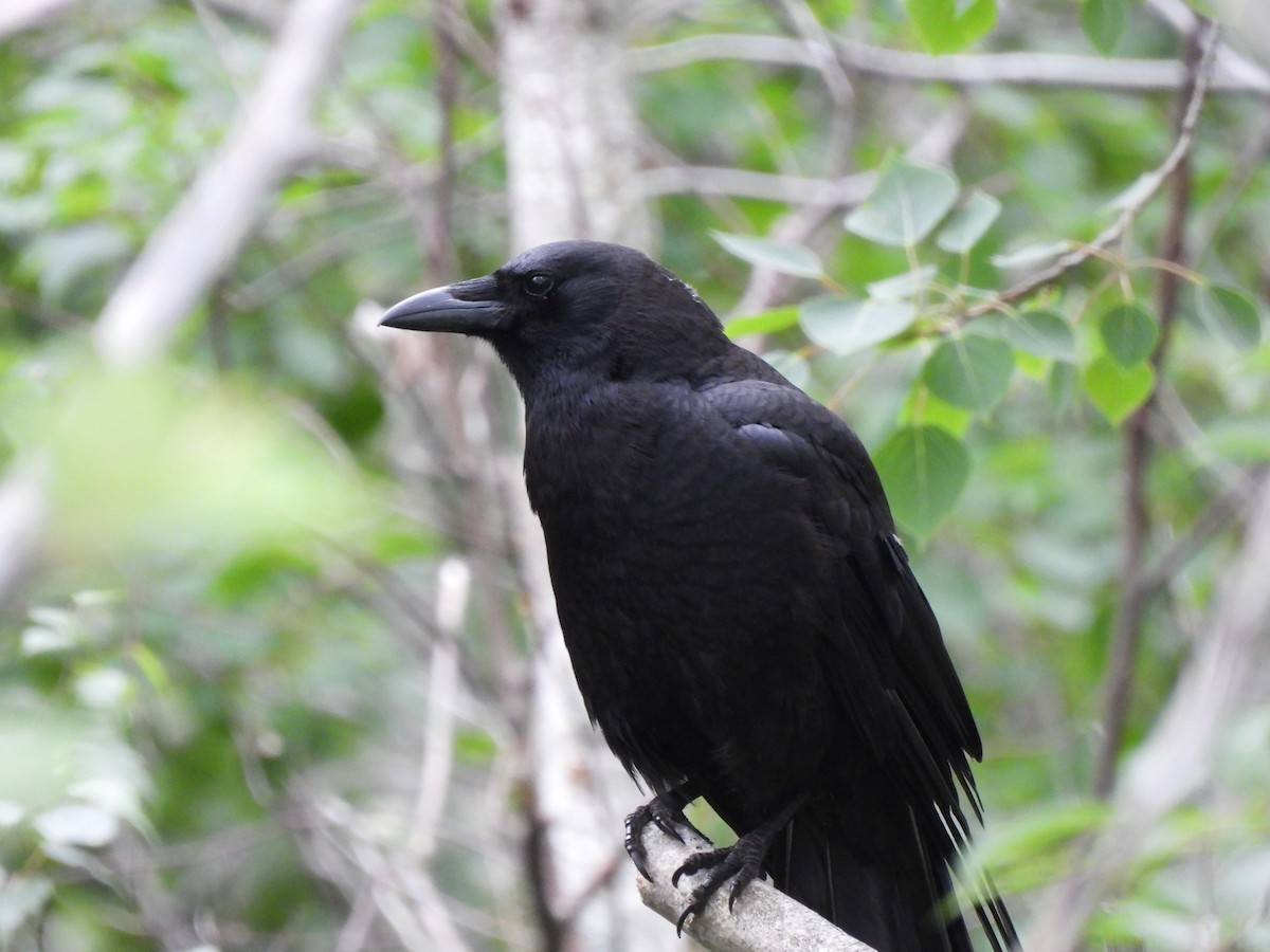 American Crow - ML352169881