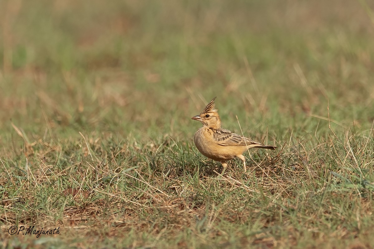 Tawny Lark - Prabhakar Manjunath