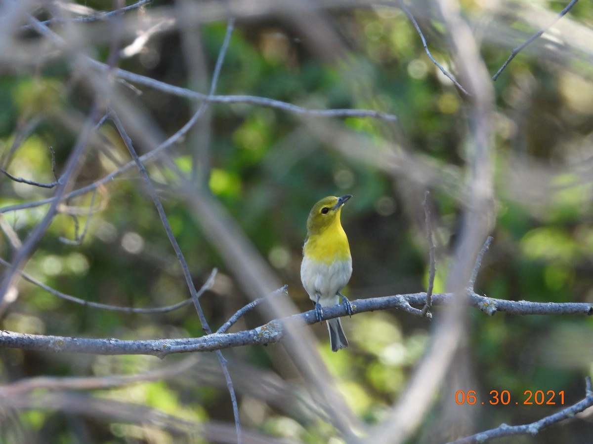 Yellow-throated Vireo - ML352170221