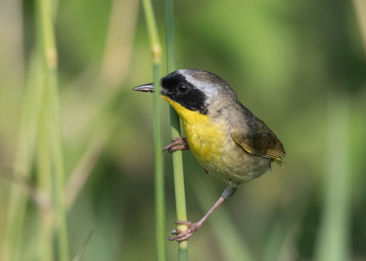 Common Yellowthroat - ML352171851