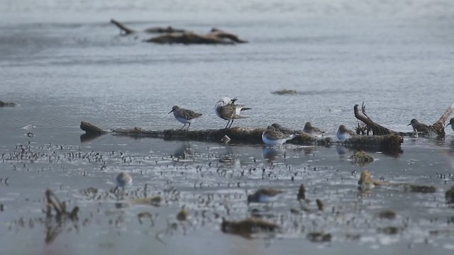White-rumped Sandpiper - ML352172901