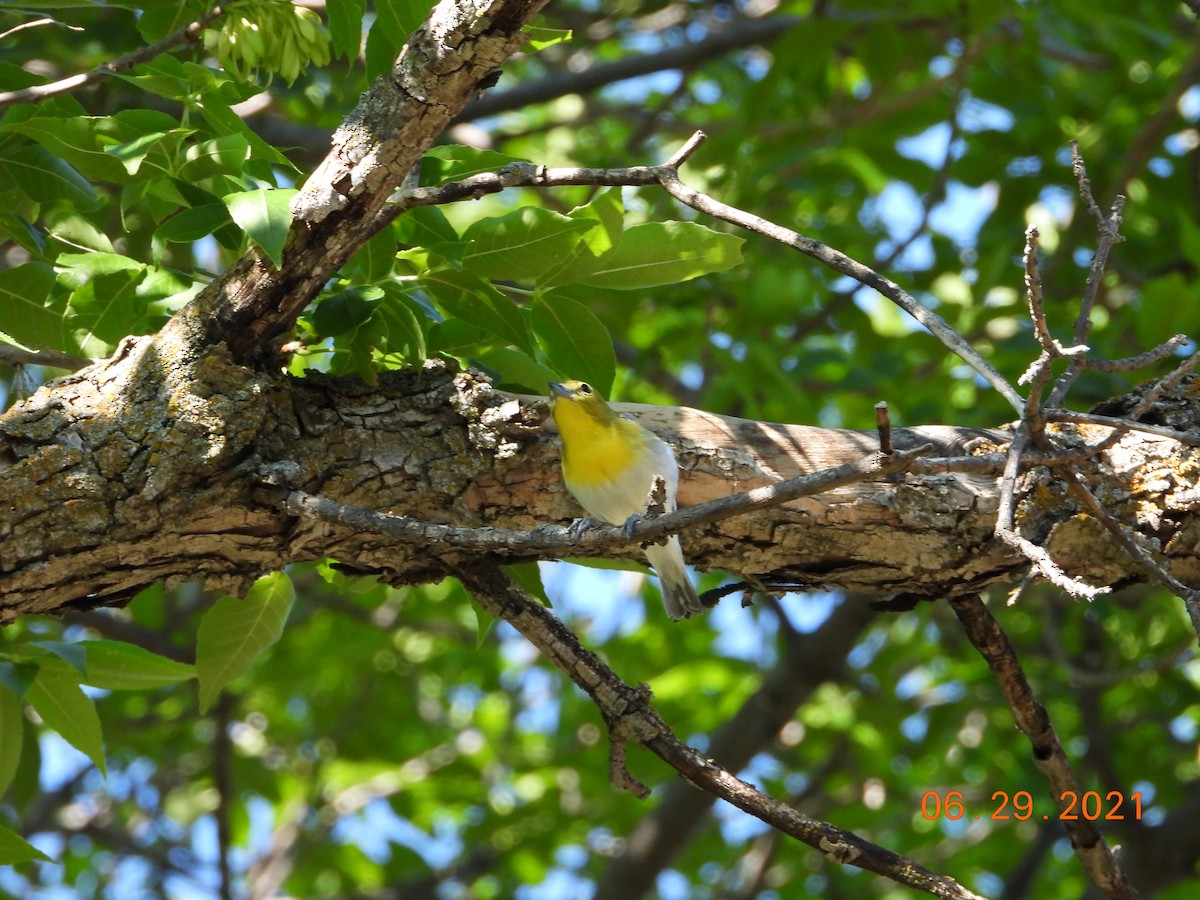 Yellow-throated Vireo - ML352173251