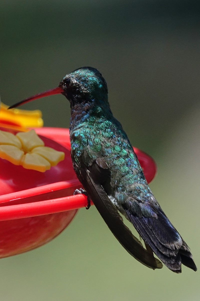 Colibrí Piquiancho Común - ML352174441