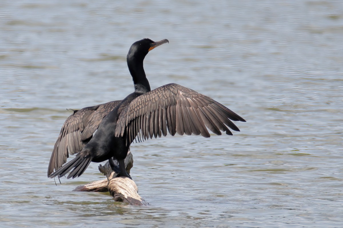 Double-crested Cormorant - ML352174501