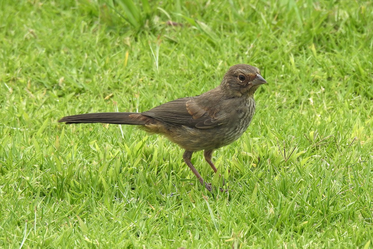 California Towhee - ML352175491