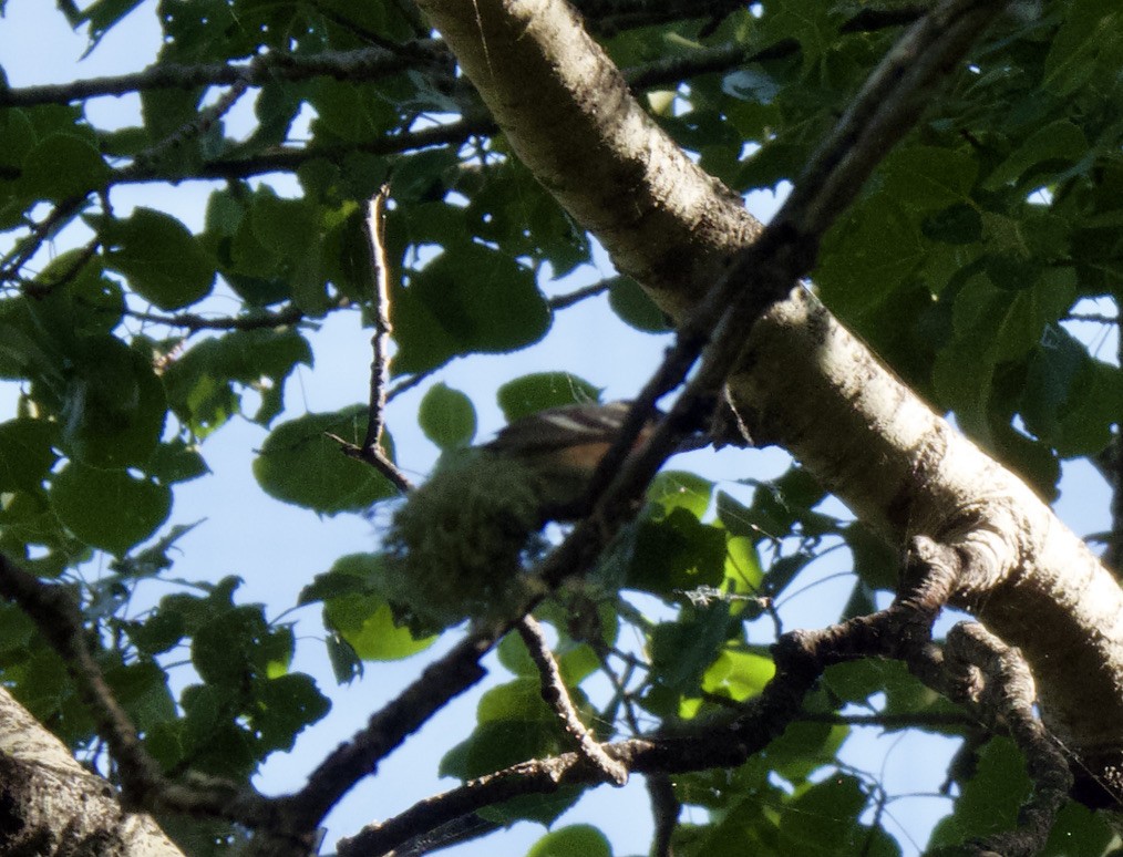 Bay-breasted Warbler - ML352176051