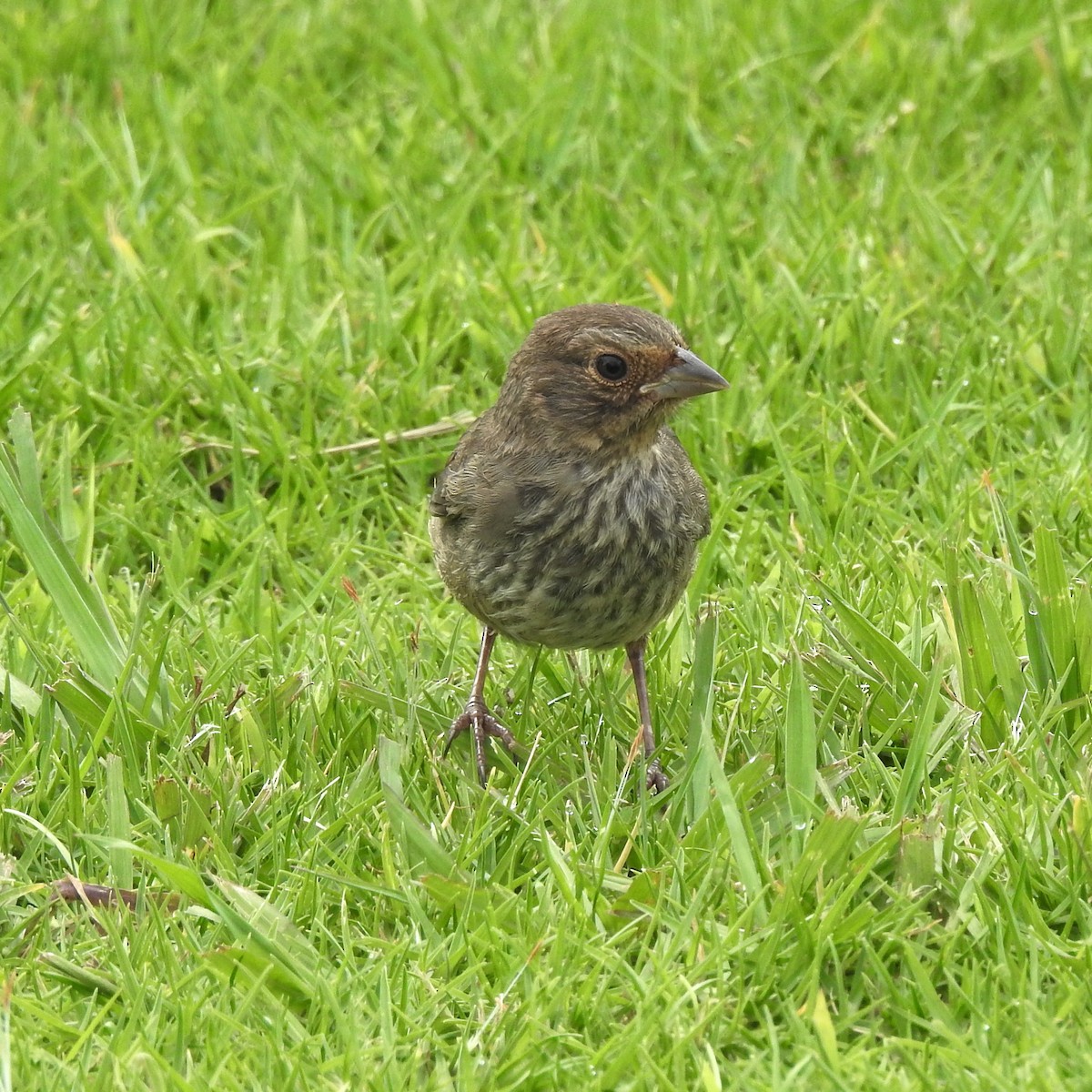 California Towhee - ML352176061