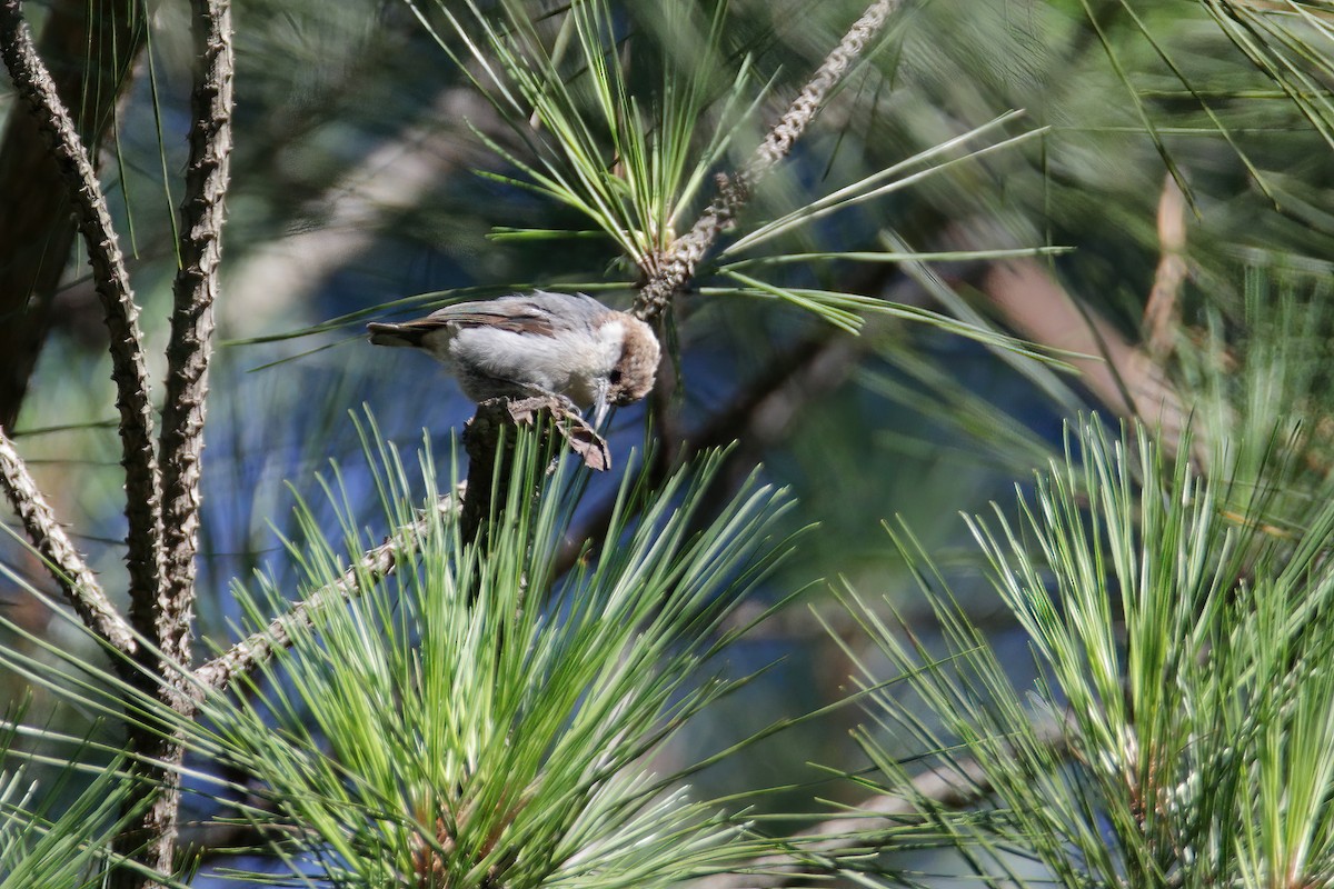 Brown-headed Nuthatch - ML352176491