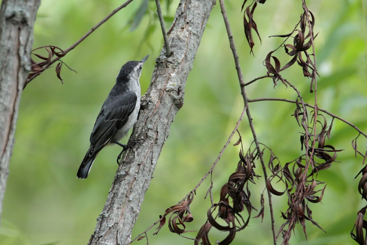 White-breasted Nuthatch (Eastern) - Mel Green