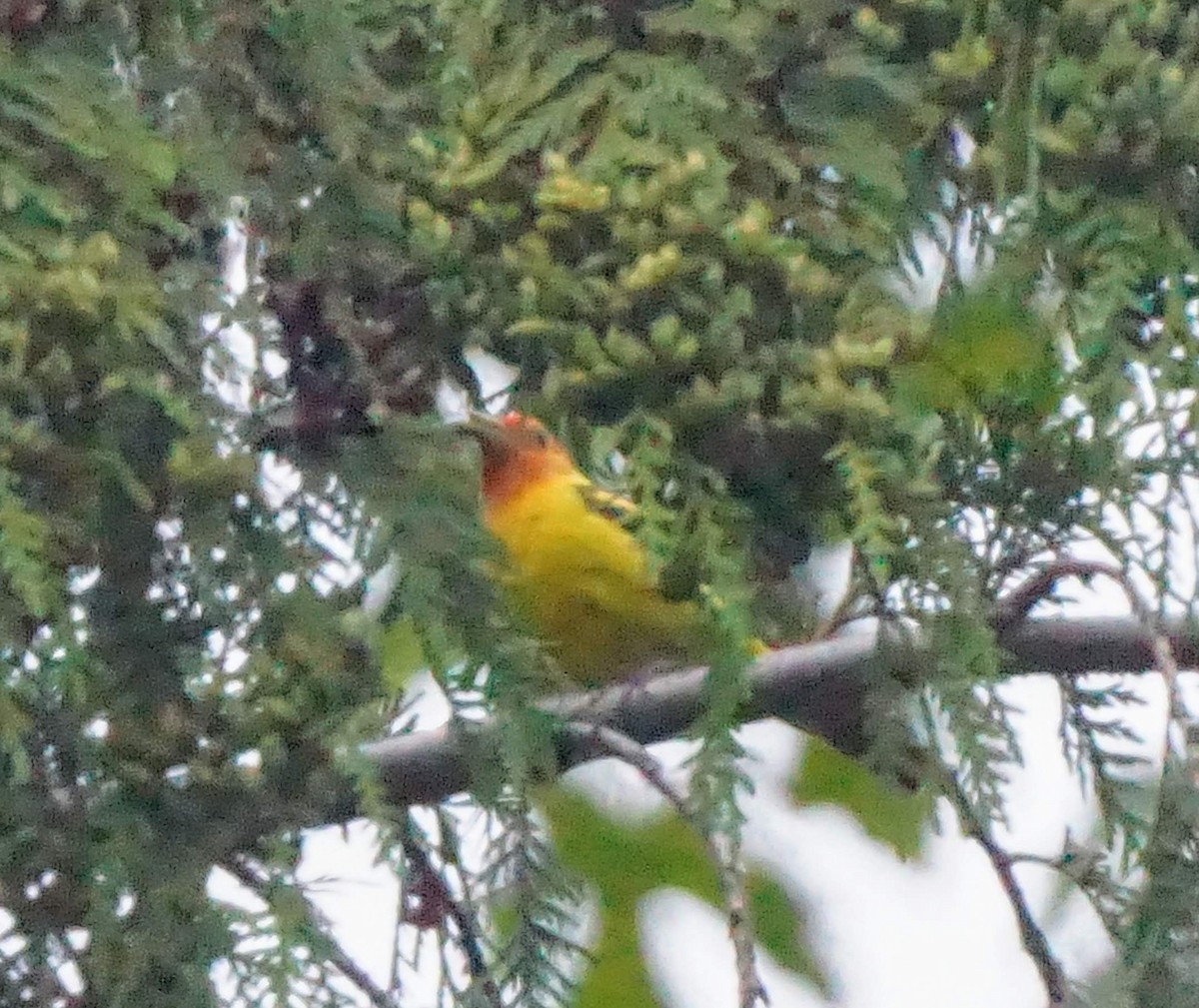 Western Tanager - ML352178651
