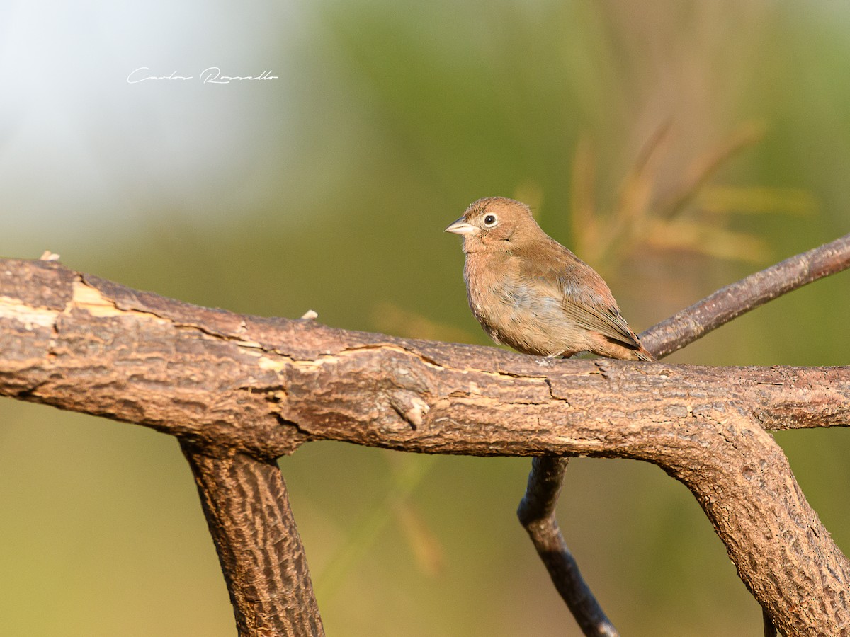 Red-crested Finch - Carlos Rossello