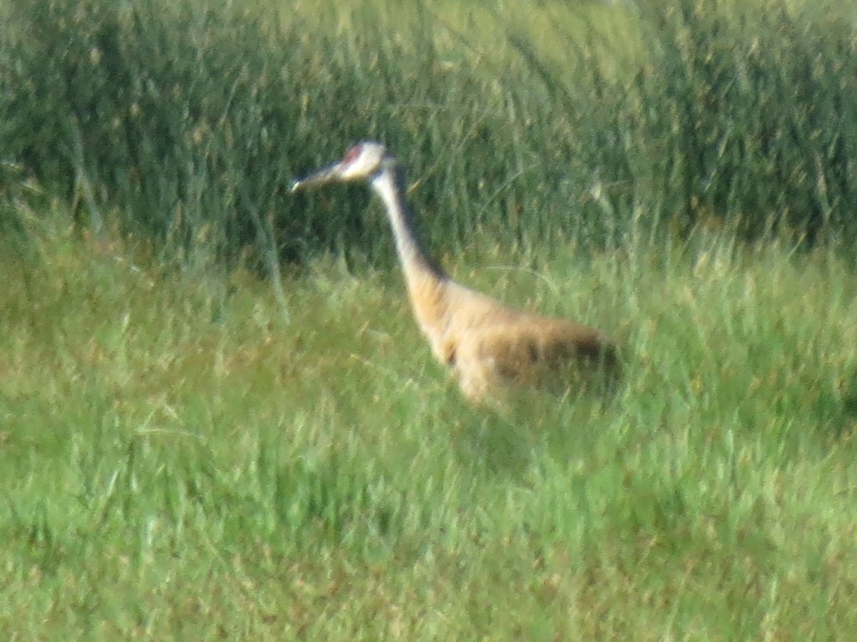 Sandhill Crane - ML352179181