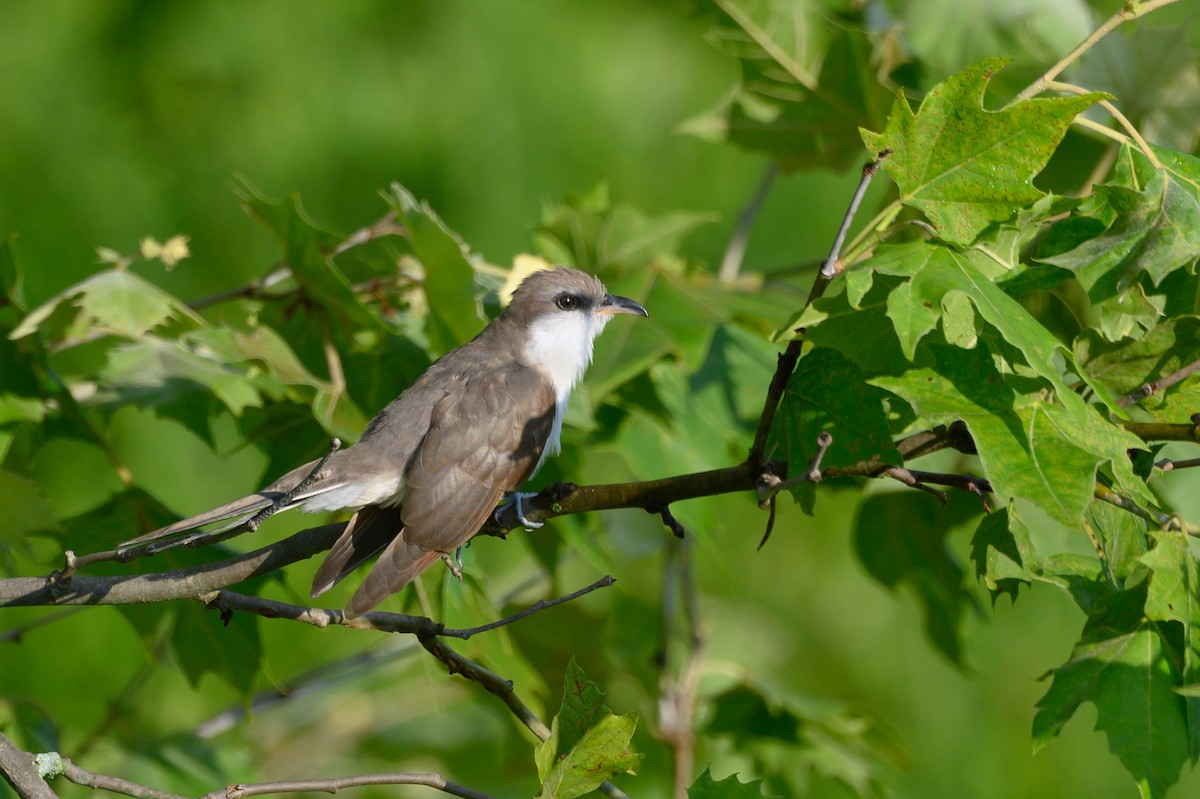 Yellow-billed Cuckoo - Stephen Davies