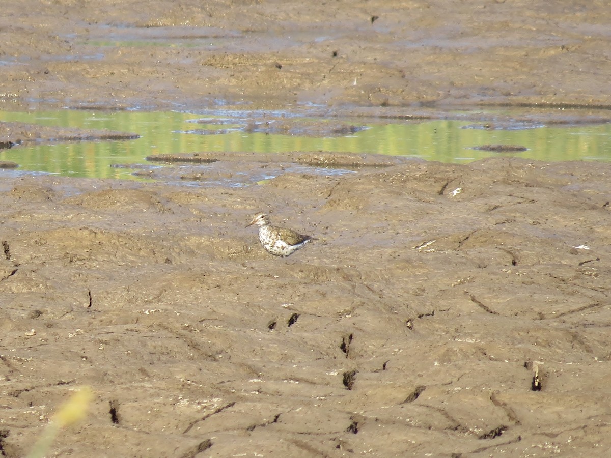 Spotted Sandpiper - ML352181321