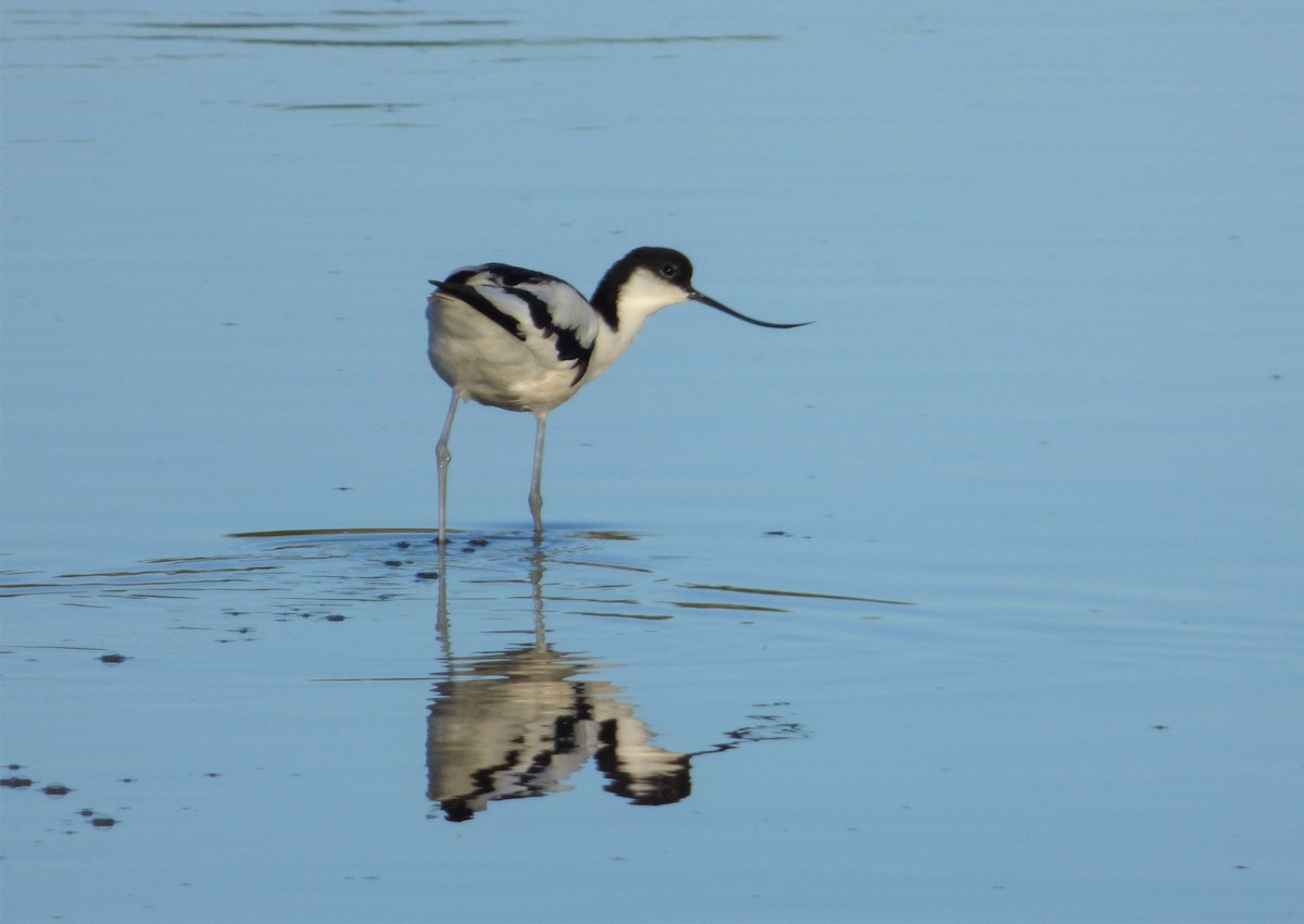 Avoceta Común - ML352182351