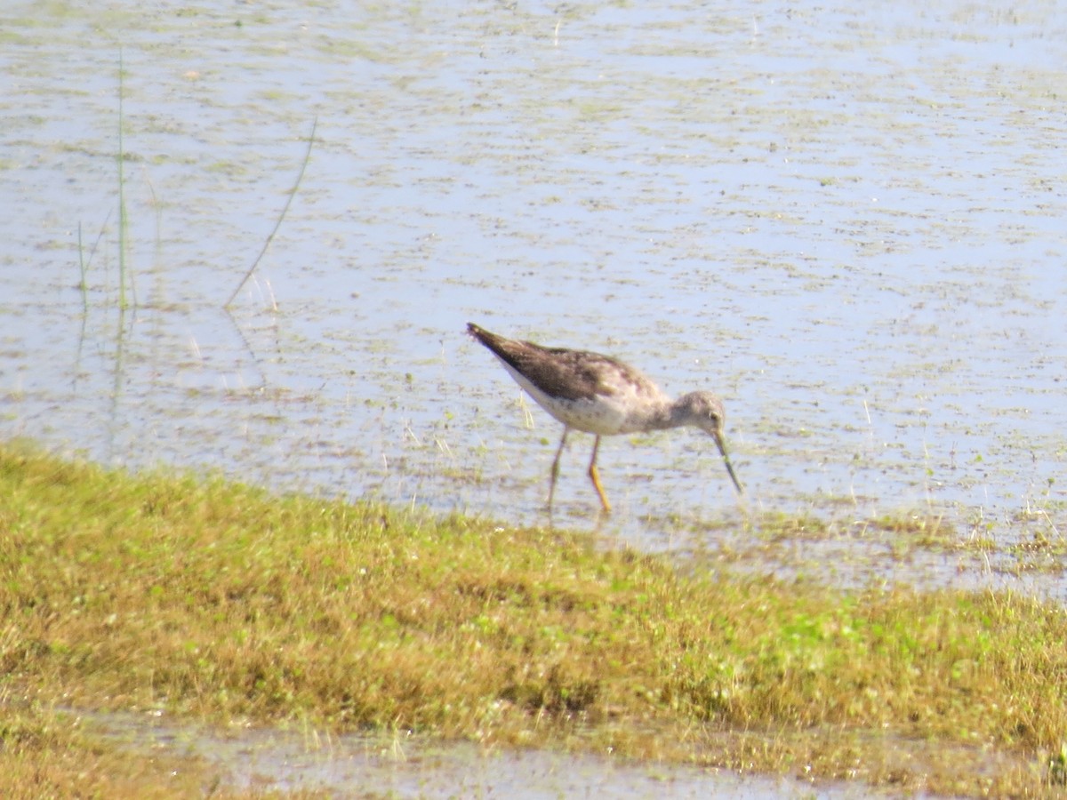 Greater Yellowlegs - ML352184571