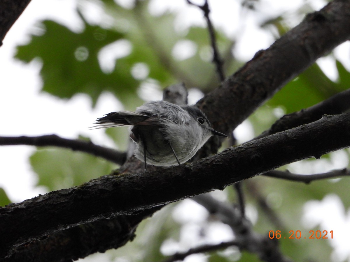 Blue-gray Gnatcatcher (Eastern) - ML352184981