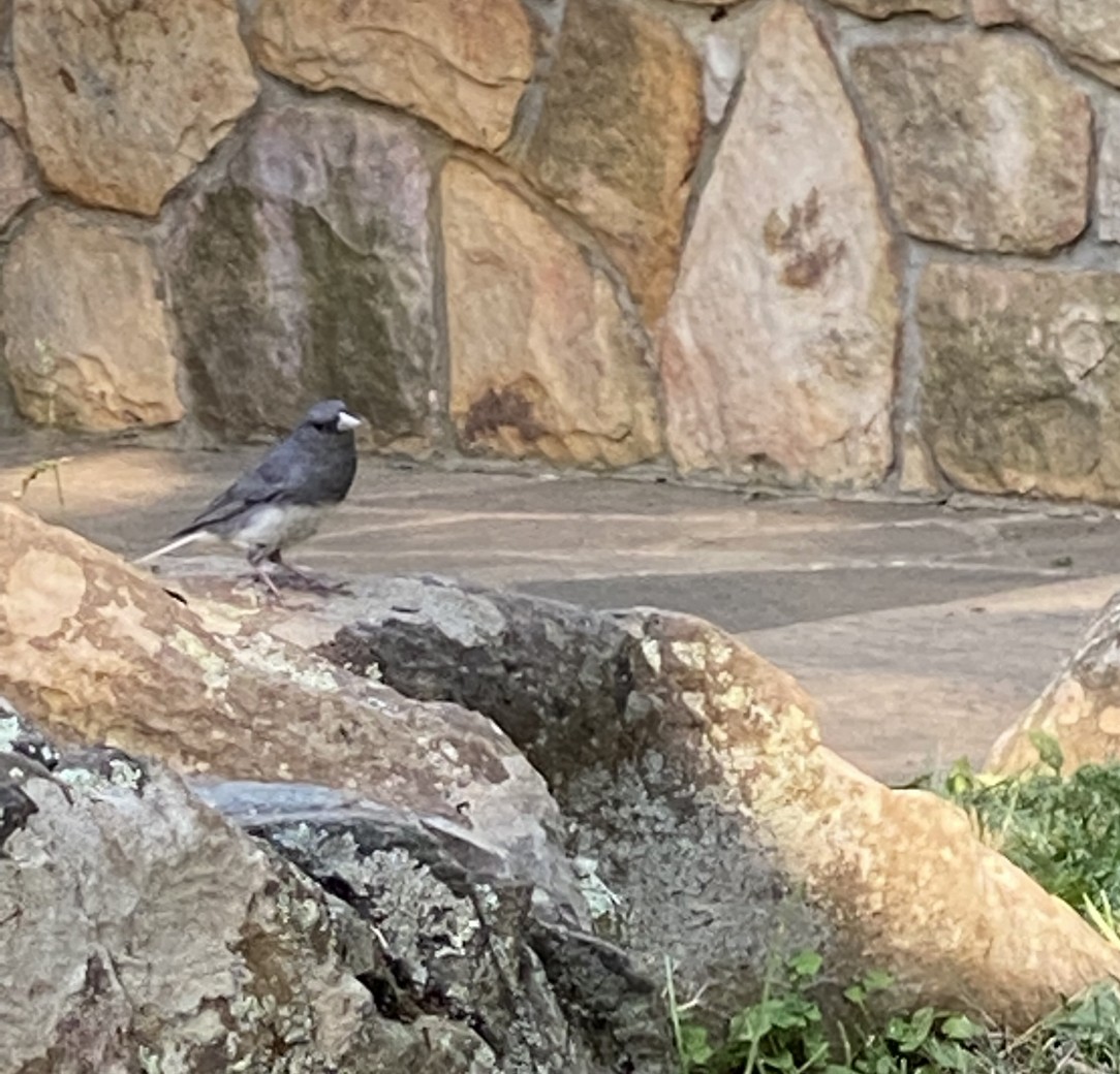 Dark-eyed Junco - Maria Sola