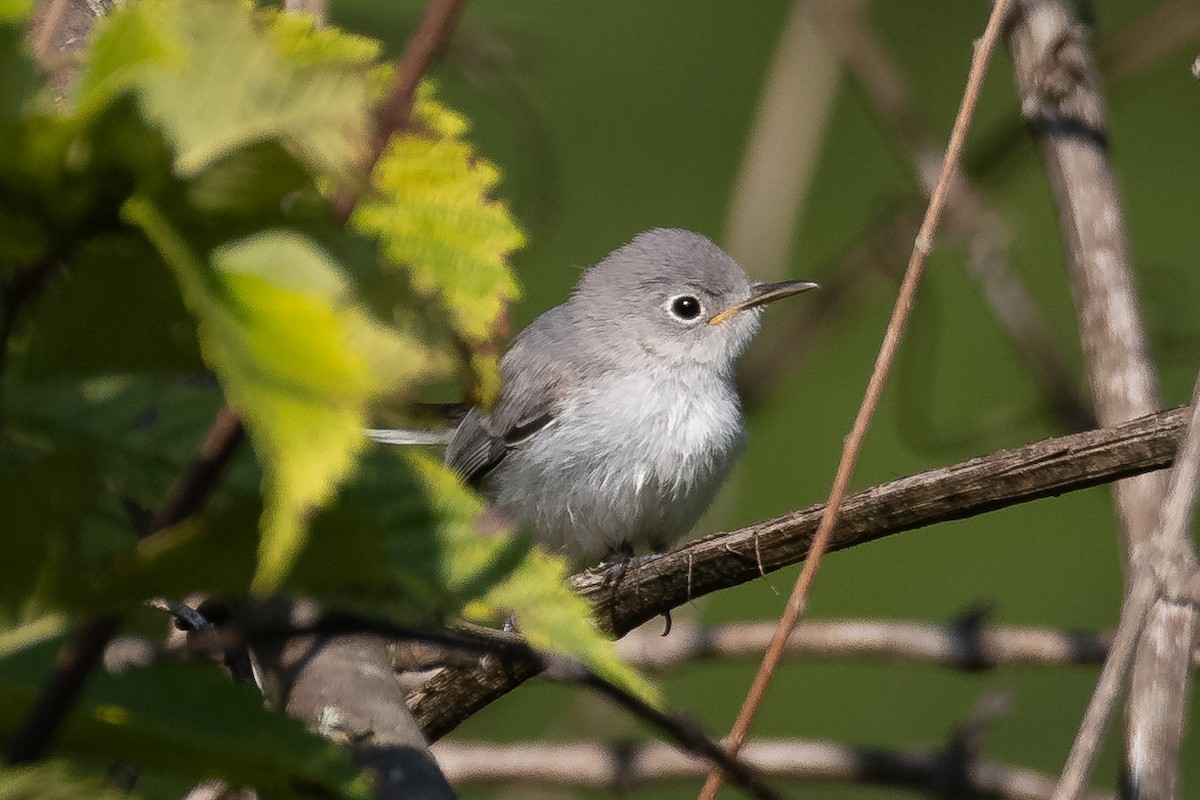 Blue-gray Gnatcatcher - ML352185581