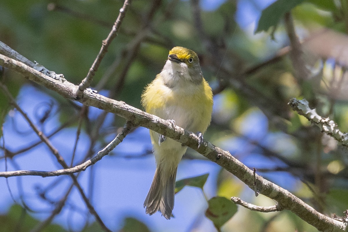 White-eyed Vireo - ML352185671