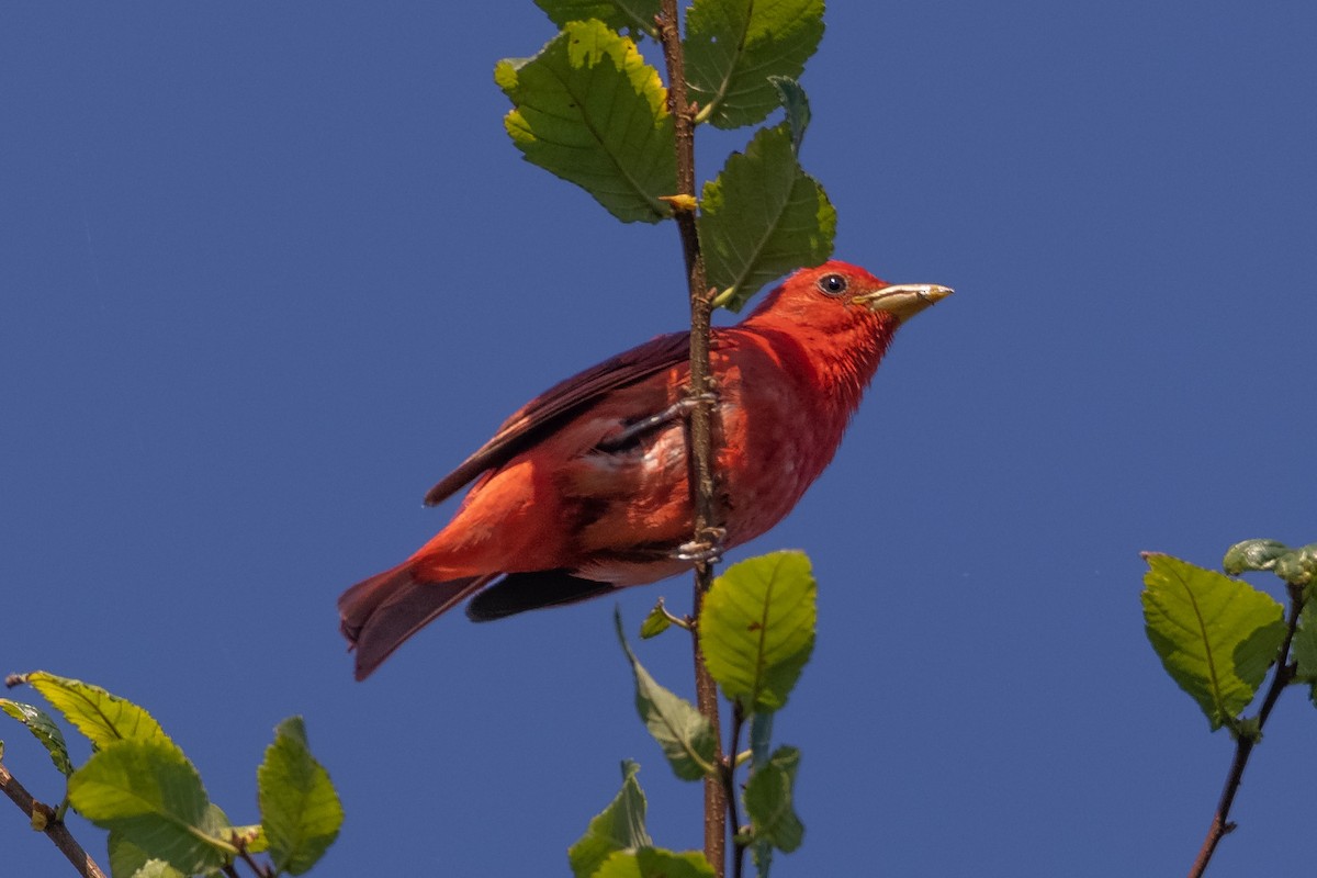 Summer Tanager - ML352185681